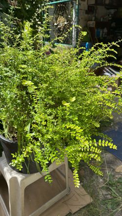 American Boxwood