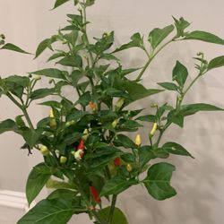 Tabasco Chili Plant 