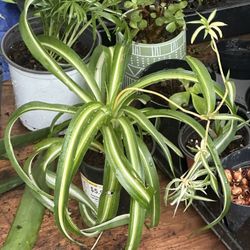 Indoor Outdoor Cactus And Suclents All Available Now 