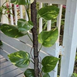 3 Large Hawaiian Golden Potho's Plants