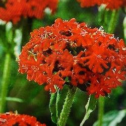 Maltese cross perennial plants$6 Each pot