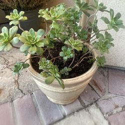 Suculent Plant In Nice Ceramic Pot