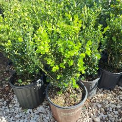 Boxwood (3 Gal.)