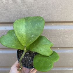 4” hoya kerrii