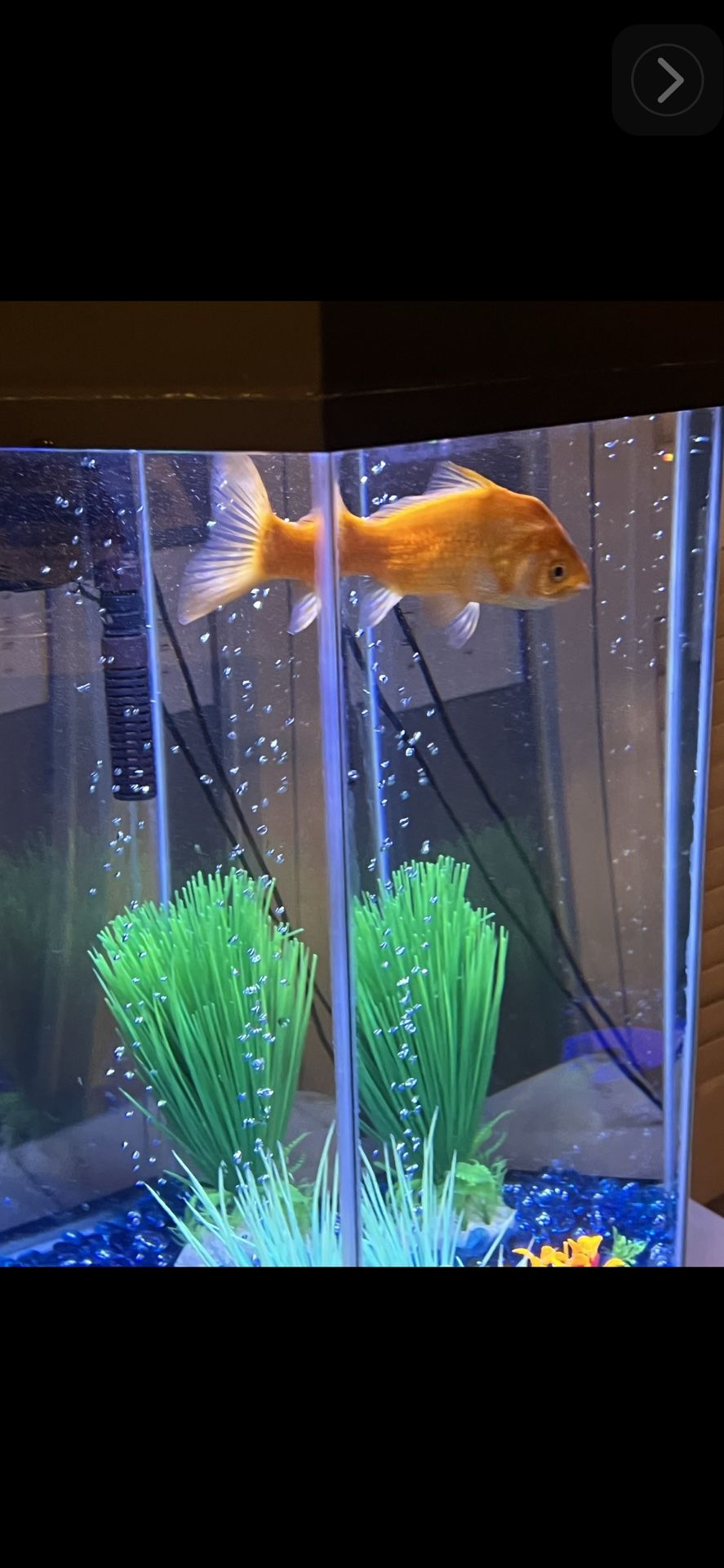 Nice Glass Contemporary Fish Tank plus some extras