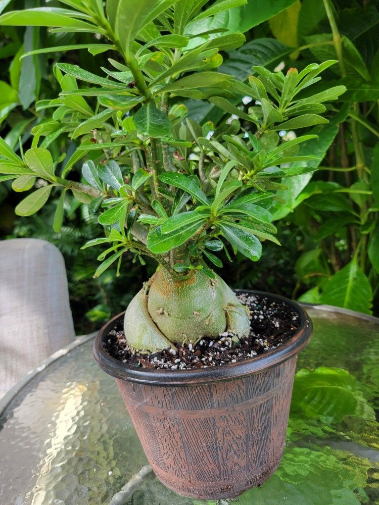 Bonsai Tree Desert Rose PLANT - www.disolcolor.com