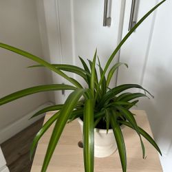 Spider Plant 