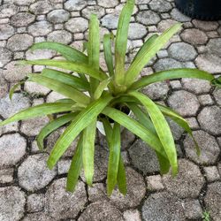 Bromeliads In Ceramic Pot