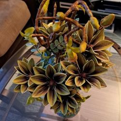 *** VALENTINE'S SPECIAL *** Mosaic Magnolia Collection : Deep Olive Forrest @ Lasting Creations