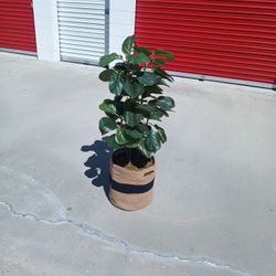 Fake Plant 