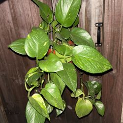 Golden Pothos