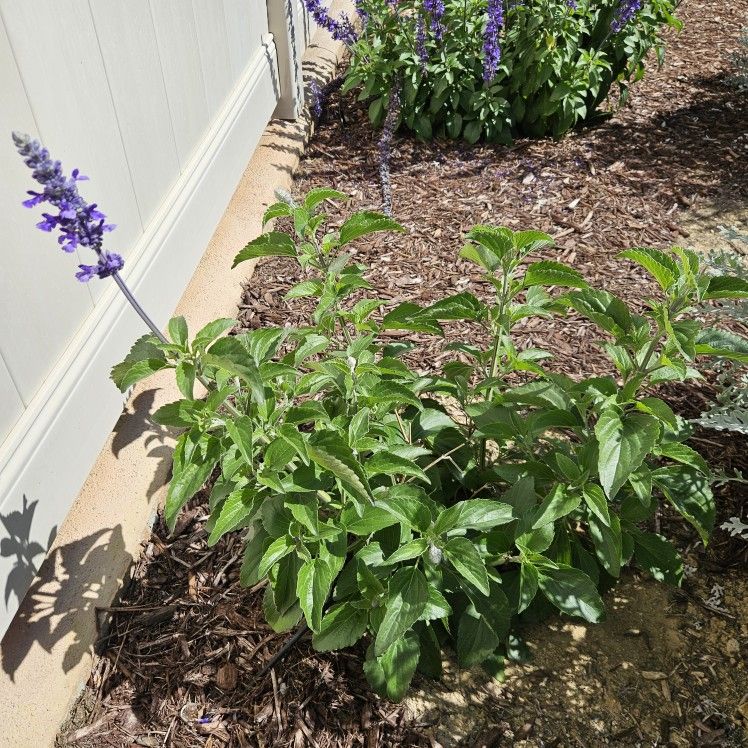 Salvia - Mystic Spires Blue Perennial Plant