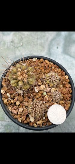 Copiapoa