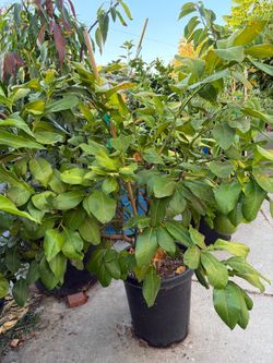 Bưởi Tân Triều Pomelo Tree – Fruiting & Flowering