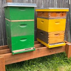 Active Bee Hive 