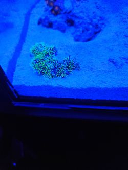 Green star polyps