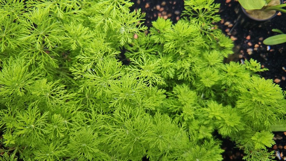 Aquarium Plants