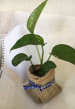 Nice indoor plant