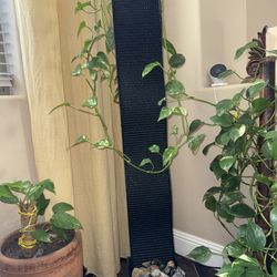 Indoor Fountain
