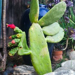 Nopales Optunia Prickly Pear Cactus - Spineless, Thornless - 34" in. Tall 🌵