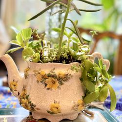 Succulent Plants In The Beautiful England Teapot