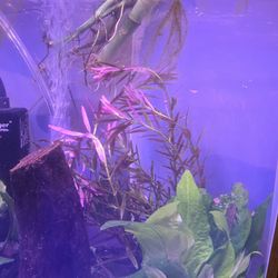 Aquarium Plants For Fish Tanks