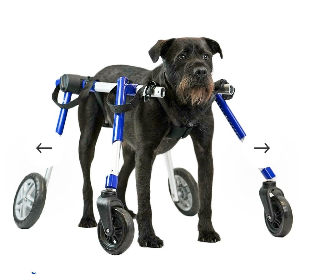 Quad Walkin Wheels Dog Wheelchair Med