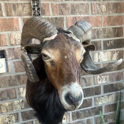 Authentic ram's head specimen