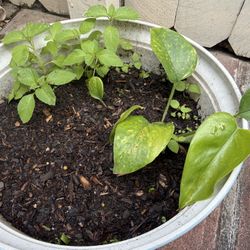 Healthy green Tulsi & Money plant in a beautiful pot, Together everything is 30$