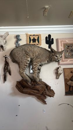 Taxidermy