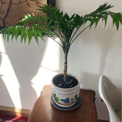 Palm Plant In Ceramic Pot.