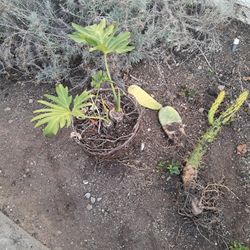 Philadendron Pick Up In Rancho Penasquitos 