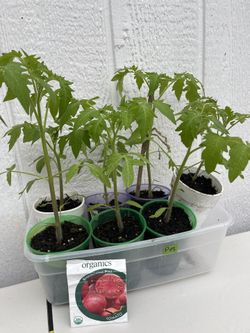Tomato Starts, Monkey Tree, Angel Trumpet, Boxwood, Fig Tree