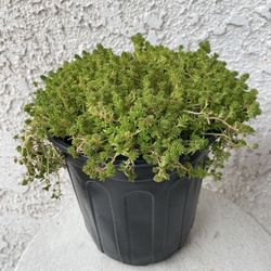 1 Gallon Pot of Succulent Plant - Sedum Acre - Gold Moss - Rooted & Established Plant - Drought Resistant - 🪴