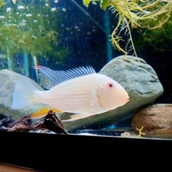 55 Gallons Fish Tank And Alot More...☺