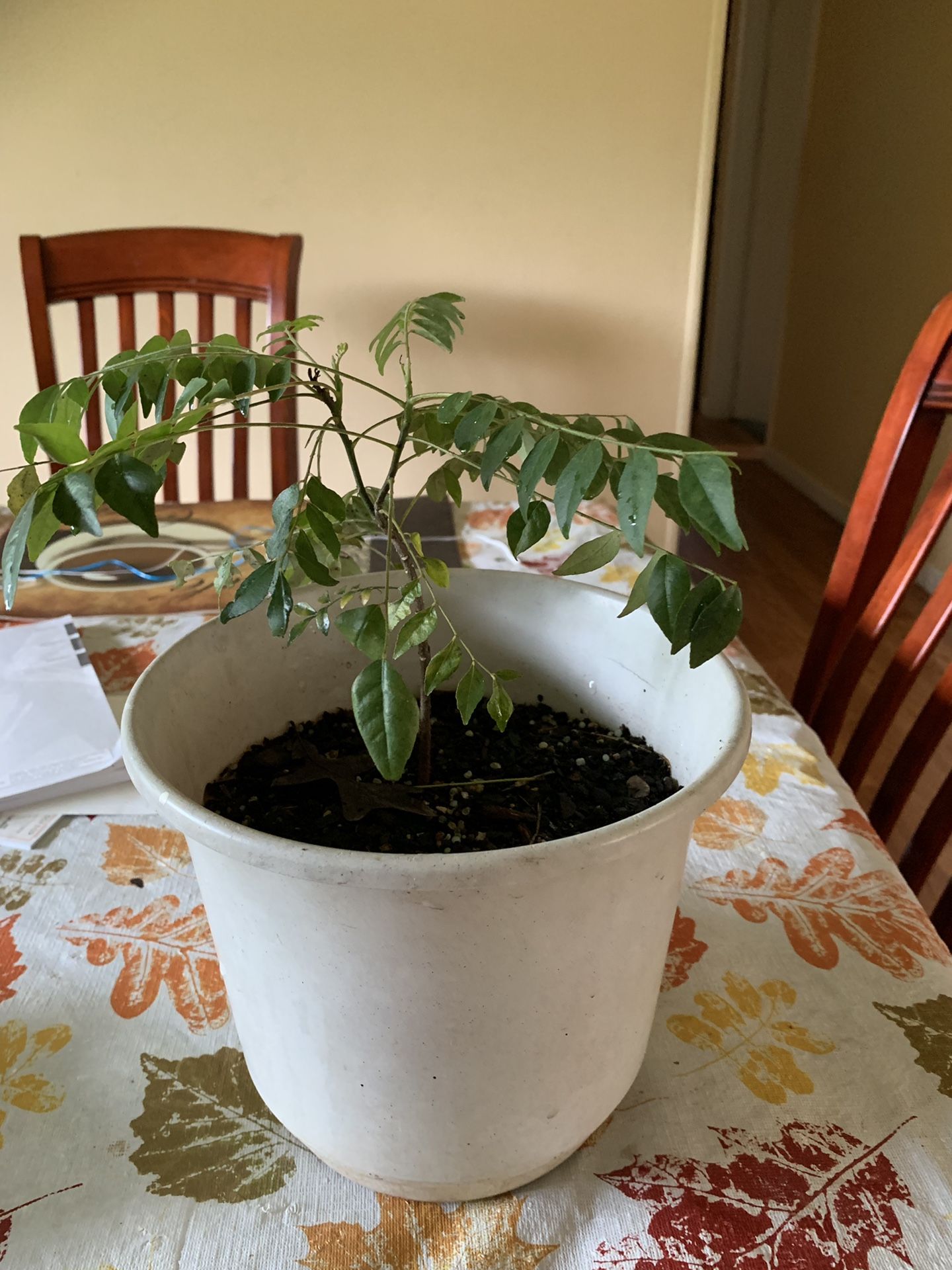 Curry leaves plant