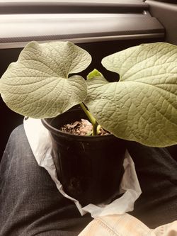 Hoja Santa , ACuyo,