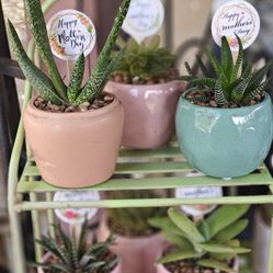 Cute Pots With Real Plants 