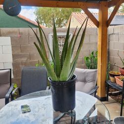 Large Aloe Plant 
