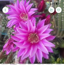 Cactus De Venta