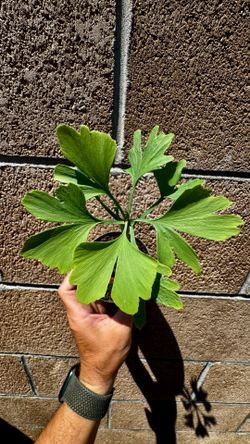 ginkgo tree in a 2” cup (pre-bonsai)