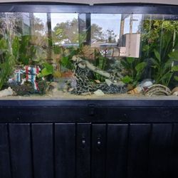 Aquariums And Pet Supplies