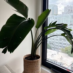 Indoor plants - birds of paradise