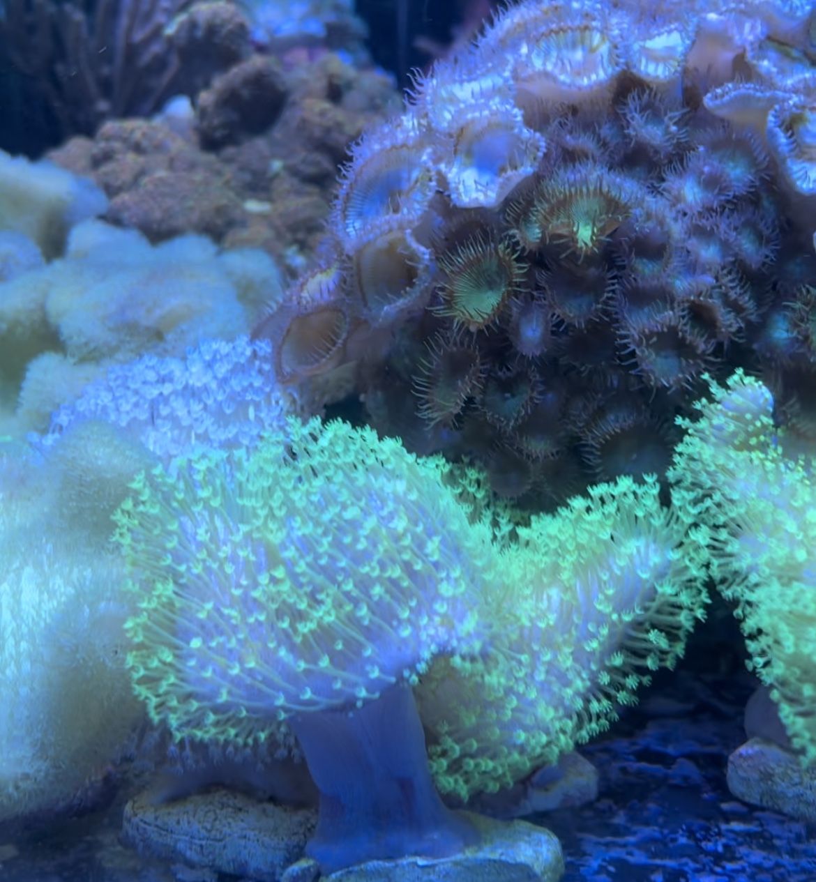 aquacultured corals for Sale in Las Vegas, NV OfferUp