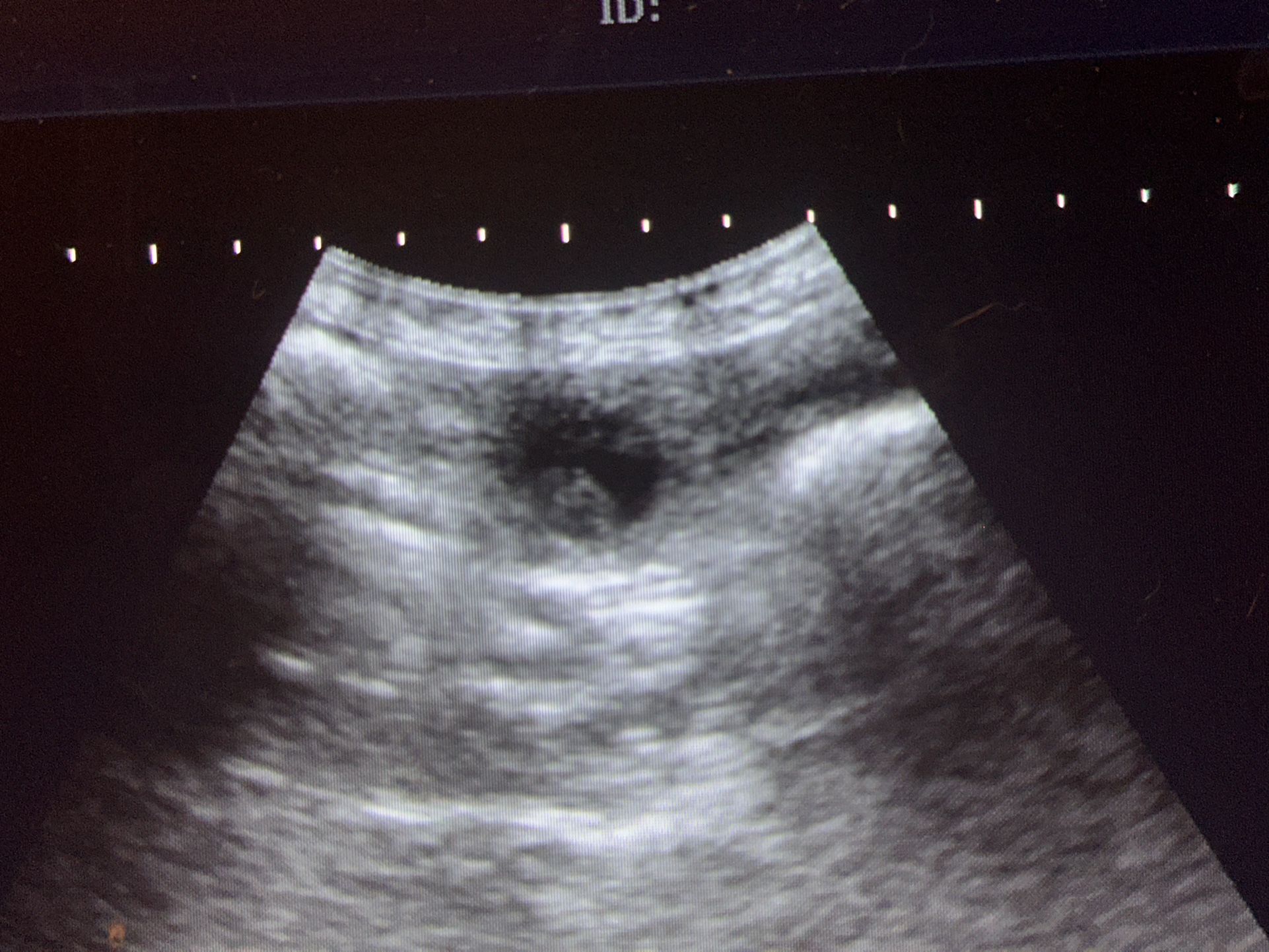Dog And Cat Ultrasounds 