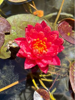 Wanvisa Water Lily