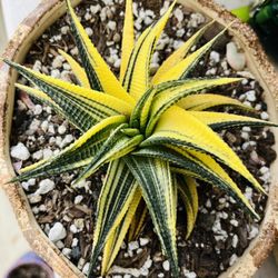 Spiral Haworthia Variegated Imported 
