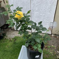 Fragrant rose 