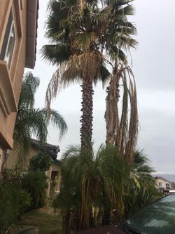 Free palm trees