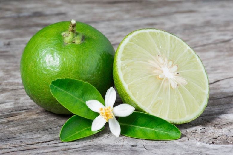 Mexican Grande(Large) Lime Key Lime tree for sale Organic